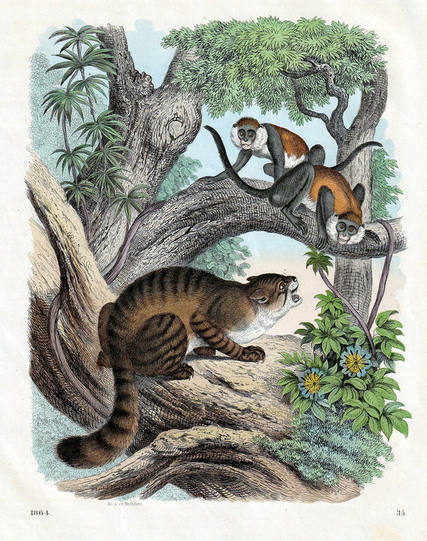 Nonnenaffe, nubische Katze . Altcolorierte Lithografie von 1864