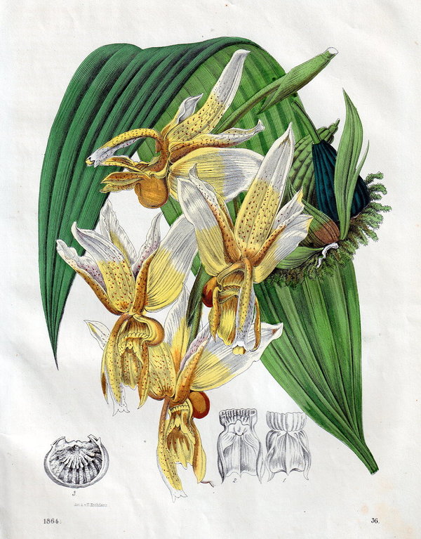Orchideen: Stanhopea radiosa . Altcolorierte Lithografie von 1864