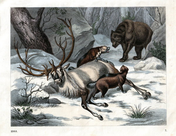 Bären: Nordisches Tierleben . Altcolorierte Lithografie von 1864