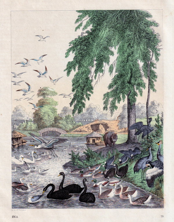 Hagenbeck`s Tierpark, Teilansicht . Altcolorierte Lithografie von 1864