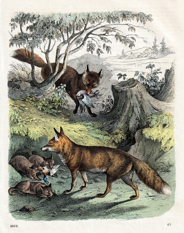 Fuchs.  Altcolorierte Lithografie von 1862