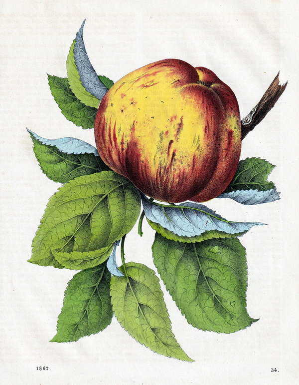 Englischer Königsapfel.  Altcolorierte Lithografie von 1862