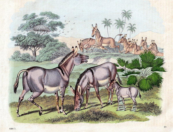 Wilde afrikanische Esel.  Altcolorierte Lithografie von 1863