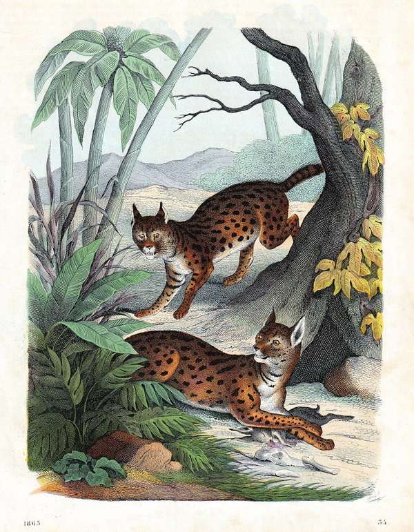 Serval oder Buschkatze.  Altcolorierte Lithografie von 1863