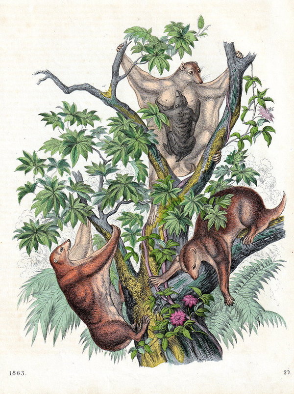 Fledermäuse oder Hundflügler.  Altcolorierte Lithografie von 1863