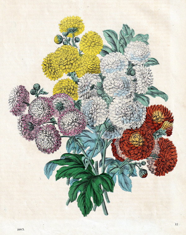 Chinesische Wucherblumen.  Altcolorierte Lithografie von 1863
