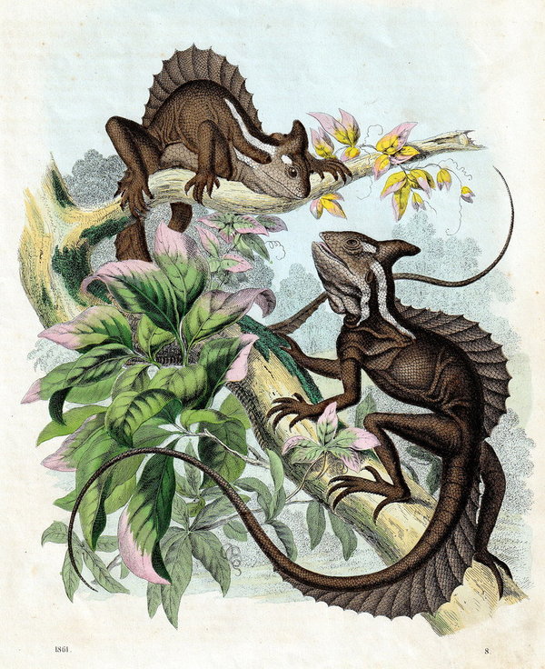 Echsen: Der gehelmte Basilisk.  Altcolorierte Lithografie von 1861