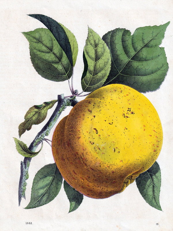 Pippin-Apfel.  Altcolorierte Lithografie von 1861