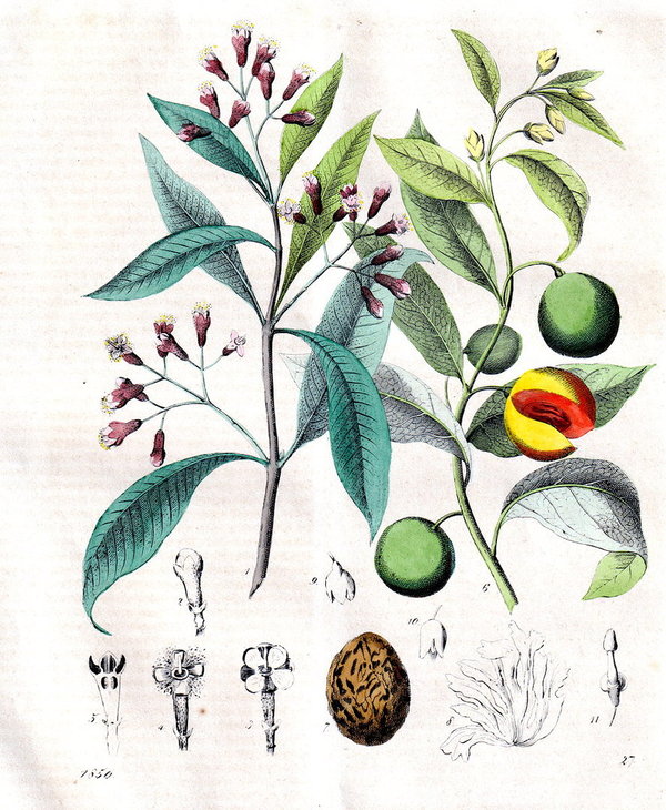 Gewürznelke und Muskatnuss.  Altcolorierte Lithografie von 1850