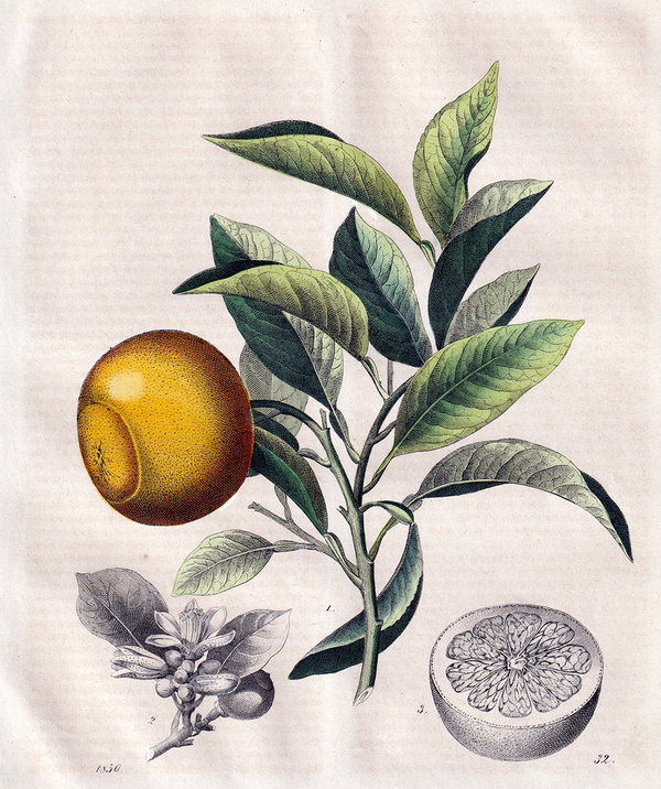 Zitrusfrucht, Citrus.  Altcolorierte Lithografie von 1850